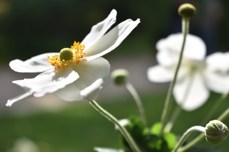 Flowers at Botanical Garden, Copenhagen